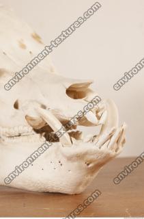 photo reference of skull 0007